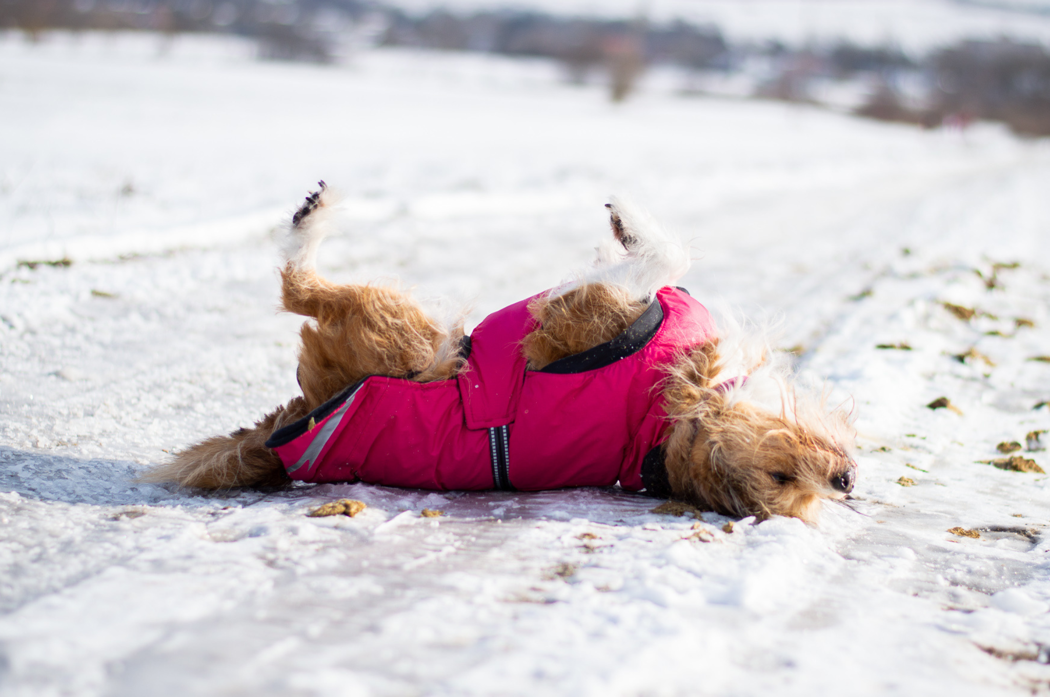 spokojný oblečený psík sa váľa v snehu